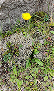 Vanlig heysthagasólja / (Syn. Leontodon autumnalis L.) Scorzoneroides autumnalis (L.) Moench
