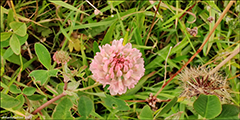 Skotasmæra / Trifolium hybridum subsp hybridum L. 