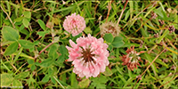 Skotasmæra / Trifolium hybridum subsp hybridum L. 