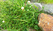 Seyðasmæra / Trifolium repens L. sp.