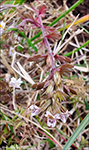 Eygnagras / Euphrasia officinalis
