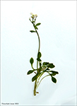 Cardamine bellidifolia L.