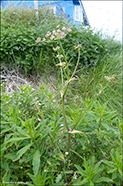DK Almindelig bjørneklo / Heracleum sphondylium subsp. sphondylium