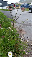 DK Almindelig bjørneklo / Heracleum sphondylium subsp. sphondylium