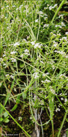 Mýristeinbrá / Galium palustris