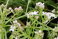 Mýristeinbrá / Galium palustris