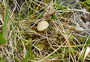 Cuphophyllus virgineus