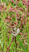 Stór jarðarnøt (Conopodium majus (Gouan) Loret)