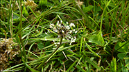 Jóansøkugøtubrá / Plantaginaceae lanceolata L.