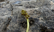 Hjartatjarnaks / Potamogeton perfoliatus L.