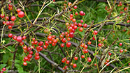 Ribsberjarunnur /  Ribes rubrum