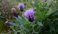 DK Forskelligbladet tidsel  UK Melancholy thistle / Cirsium heterophyllum