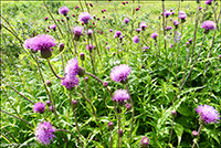 DK Forskelligbladet tidsel  UK Melancholy thistle / Cirsium heterophyllum