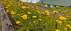 (DK) Almindelig kongepenHypochaerisradicata