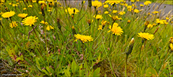 (DK) Almindelig kongepenHypochaerisradicata