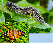 Faroese Lepidoptera