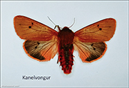 Faroese Lepidoptera