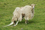 Suðuroy 2007