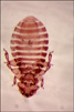 Austromenopon n. nigropleurum female