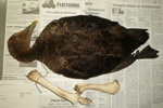 Eider / Somateria mollissima faeroeensis with the remains of a dried sheep's leg around the neck