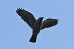 Rókur / Corvus monedula