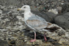 Fiskimásaskuri / Ung sølvmågeunge (4K) / Young Herring Gull (4y) / Larus argentatus
