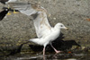 Fiskimásaskuri / Ung sølvmågeunge (4K) / Young Herring Gull (4y) / Larus argentatus