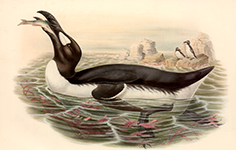 Gorfuglur / Pinguinus impennis (Linnaeus, 1758)