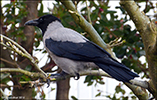 Corvus corone cornix