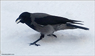 Corvus corone cornix