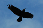 Ravnur / Corvus corax