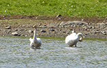 Whooper Swan / Cygnus cygnus