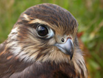 Ung smyrlabøga / Falco columbarius subaesalon ♀