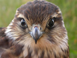 Ung smyrlabøga / Falco columbarius subaesalon ♀
