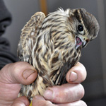 Falco columbarius subaesalon