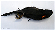 Kvørkveggja / Turdus merula