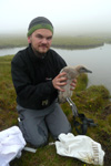 Sjúrður Hammer with a Great Skua chick / Stercorarius skua