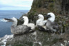 Omplar / Unge suler / Young gannets / Morus bassanus 