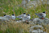 Fledged Arctic tern chicks, too starved to fly.