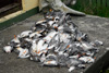 231 dead Arctic tern chicks.