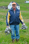 Marnar á Skúr collelecting dead Arctic tern chicks on Nólsoy.