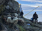 Skorarnar í Hattarvík, Fugloy 05.09.2024