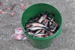 Fishing in Leirvík