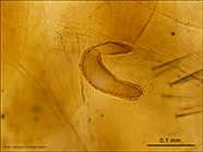 Ceratophyllus vagabundus insularis female