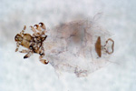 Haemodipsus lyriocephalus ♀ 