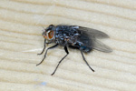 Spyflue ♀ Calliphora vicina