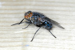 Spyflue ♀ Calliphora vicina