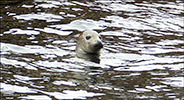 Steinkópur / Phoca vitulina