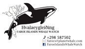 Faroe Islands Whale Watch