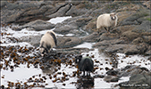 Sheep eating seaweed to get salt and iodine